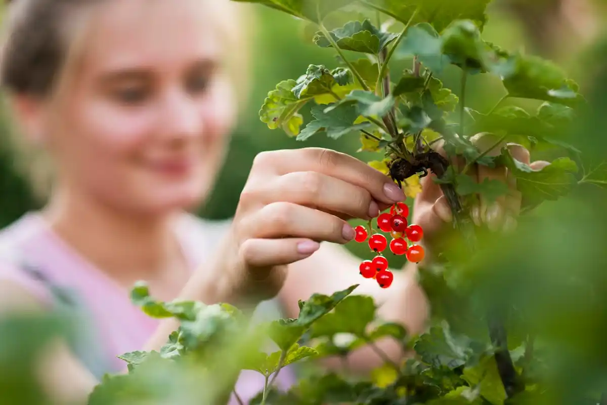 man adding dried coffee grounds to tomato plants in Dutch garden