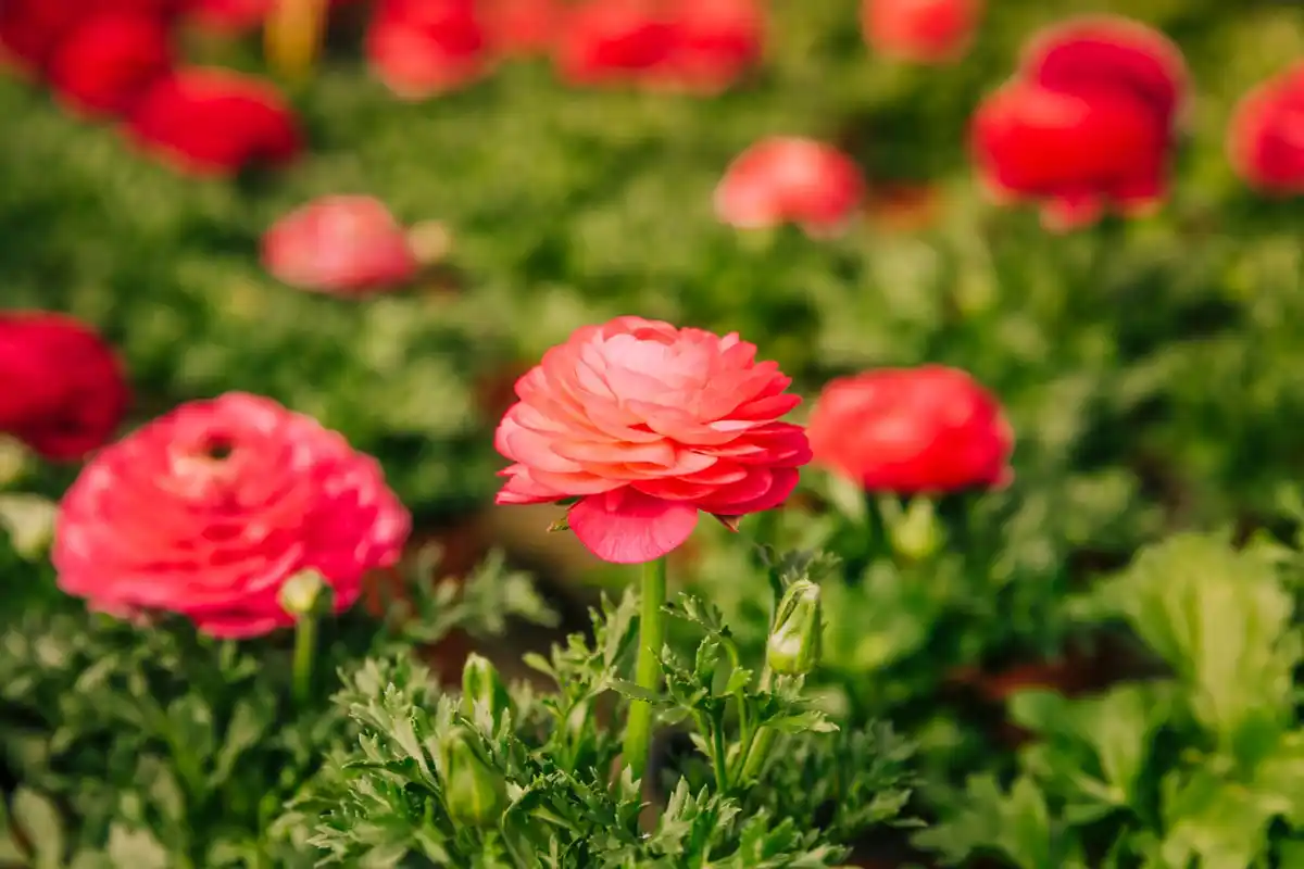 dutch peony garden full bloom