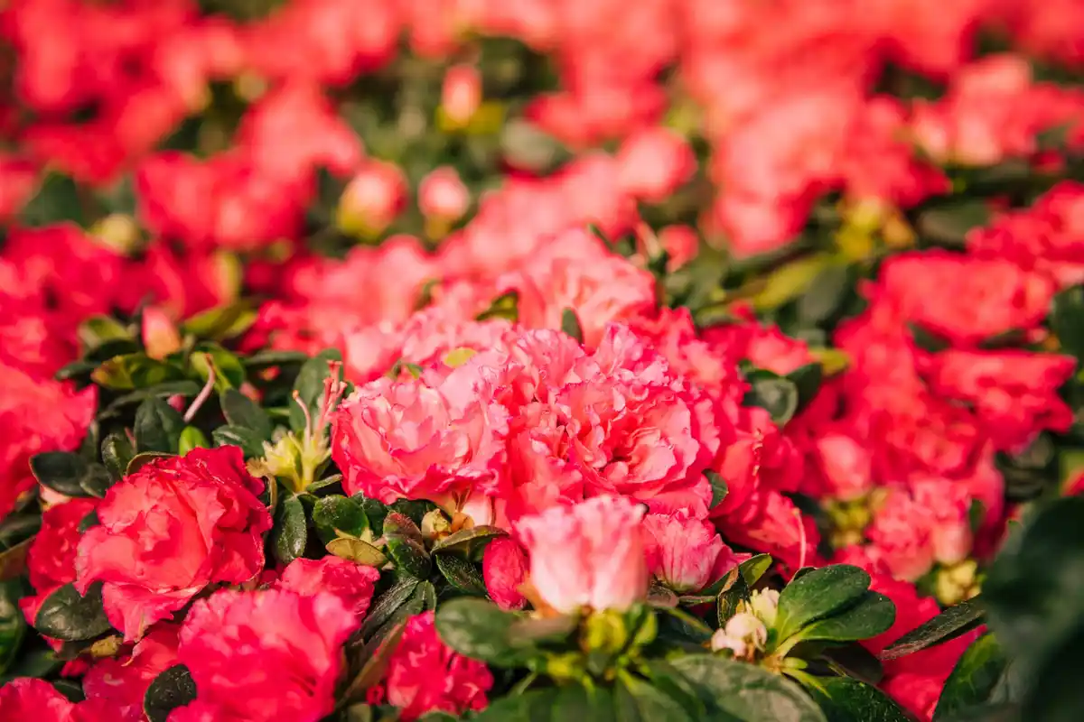 dutch peony garden full bloom