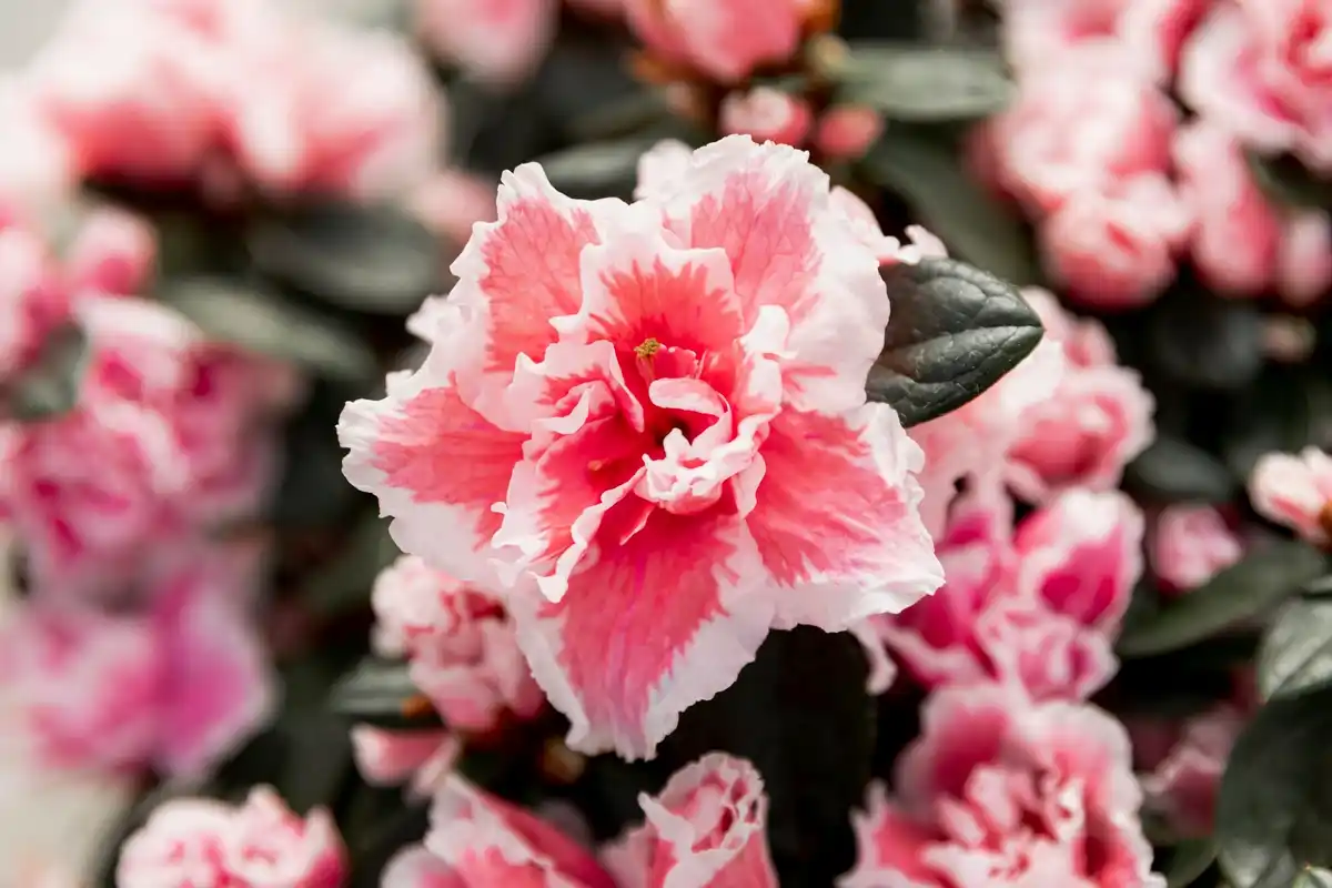 paeonia closeup dutch garden