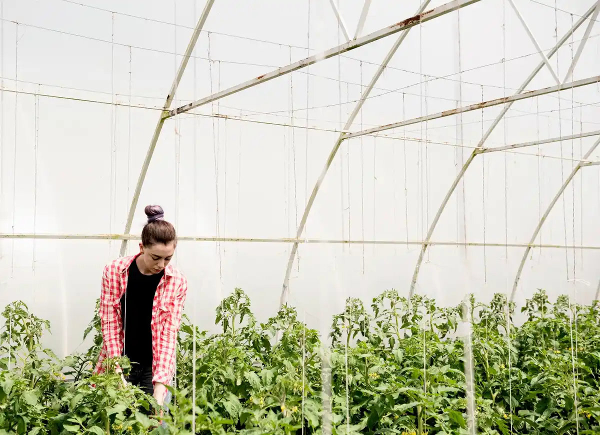 cucumber tomato greenhouse planting together