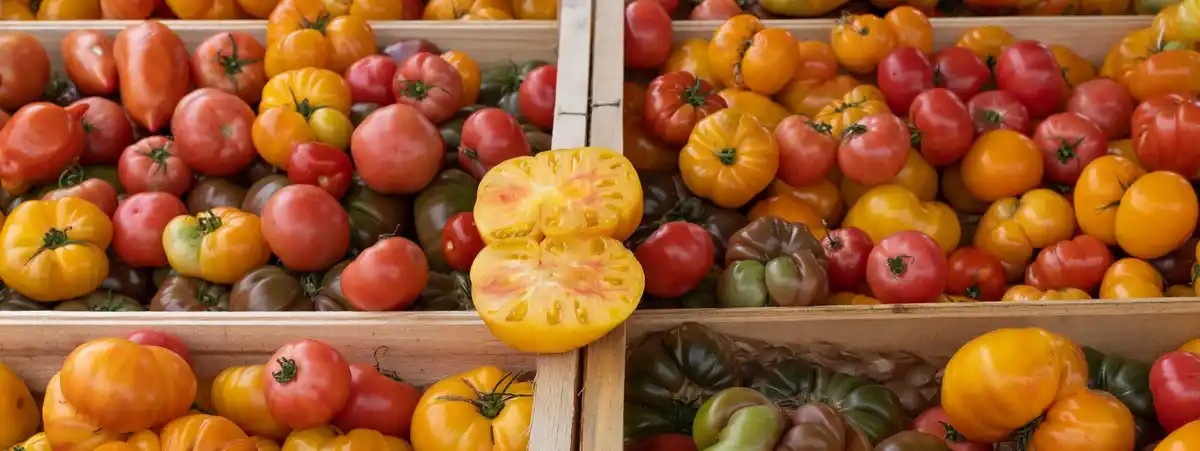 problem with cucumbers tomatoes together greenhouse mildew