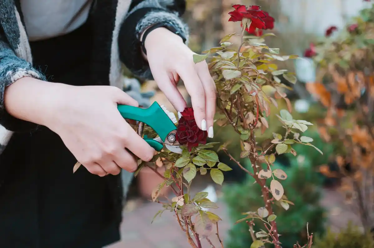 raspberry bush pruning winter dutch garden