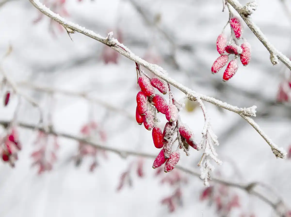 pruning raspberry bushes winter garden netherlands