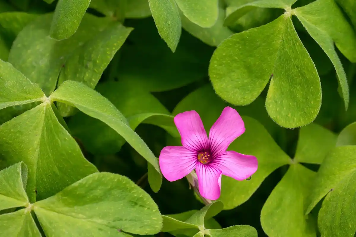 close up healthy geranium leaves dutch garden