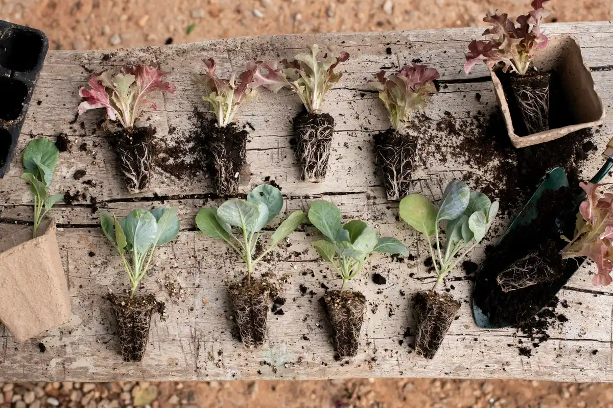 dutch cow manure fertilizer garden lush plants