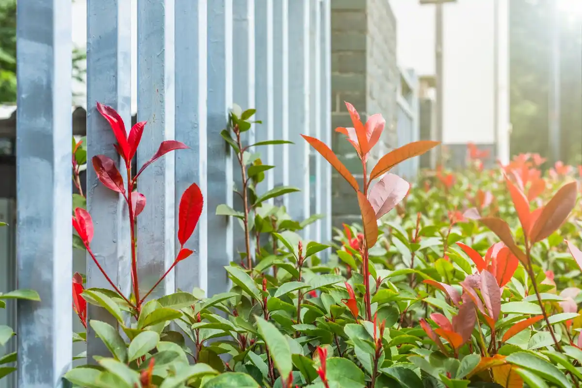 urban dutch garden with lush plants after organic fertilizer
