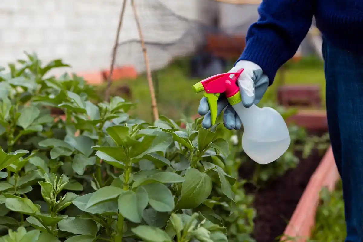 homemade organic pest control mix