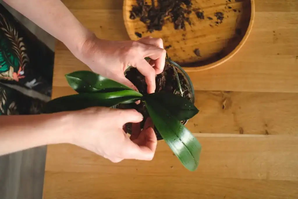 overfertilized houseplant rescue closeup