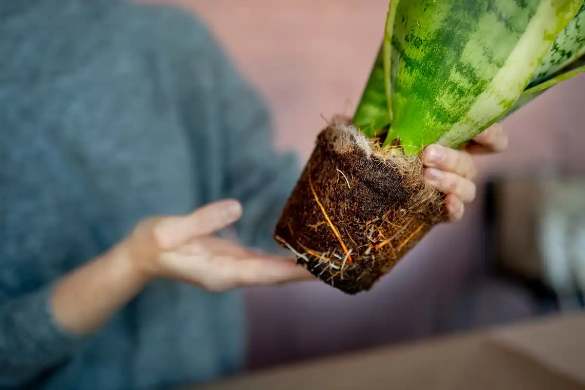 overfertilized plant roots indoor closeup