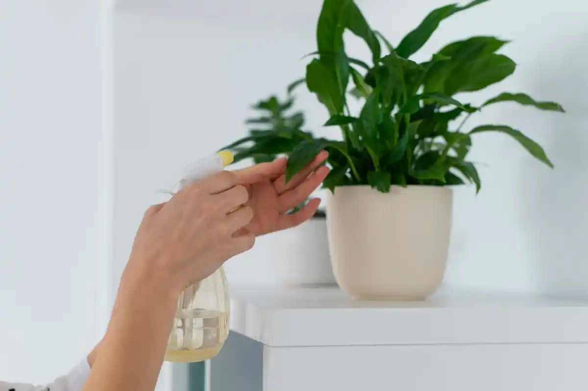 houseplants flushing soil in shower practical