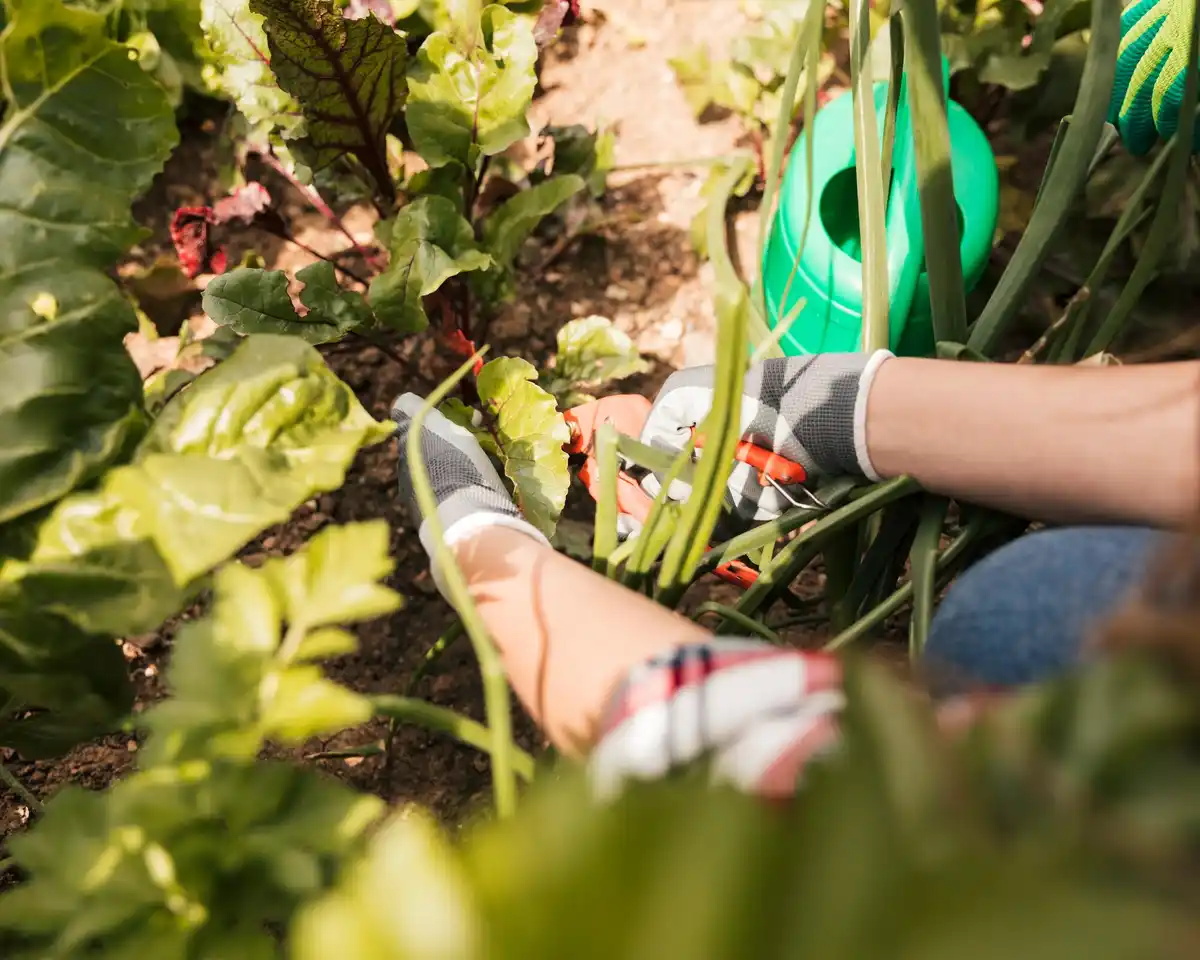 mulching vegetable garden netherlands