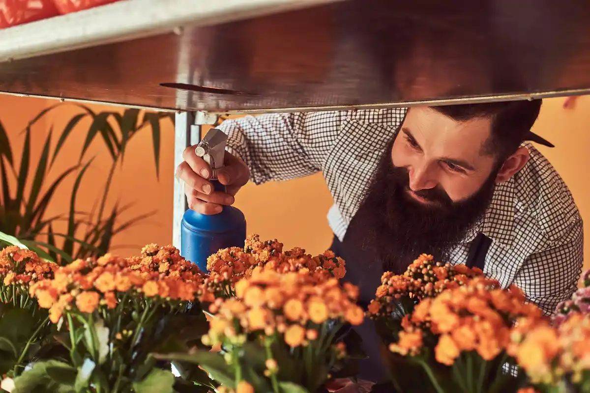 dutch garden use coffee grounds as fertilizer flowers