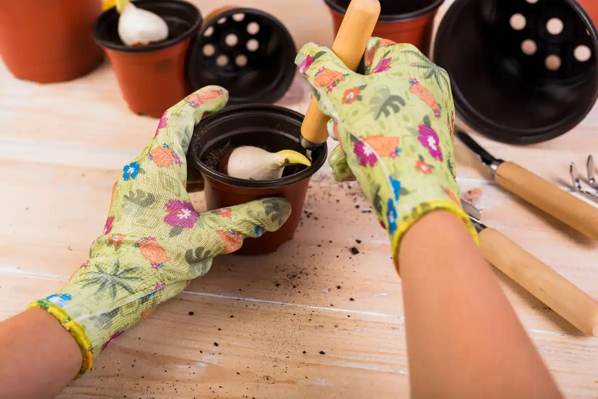 closeup quirky dutch hands sprinkle coffee grounds in flower pot