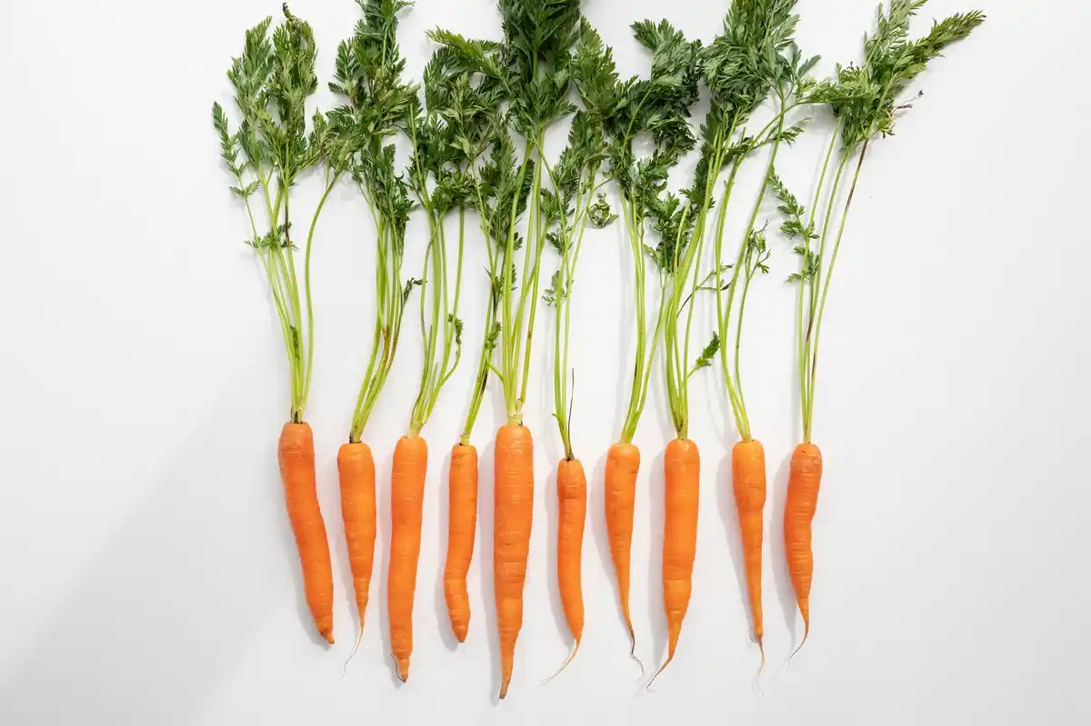 close up Dutch carrot garden rows spring vertical