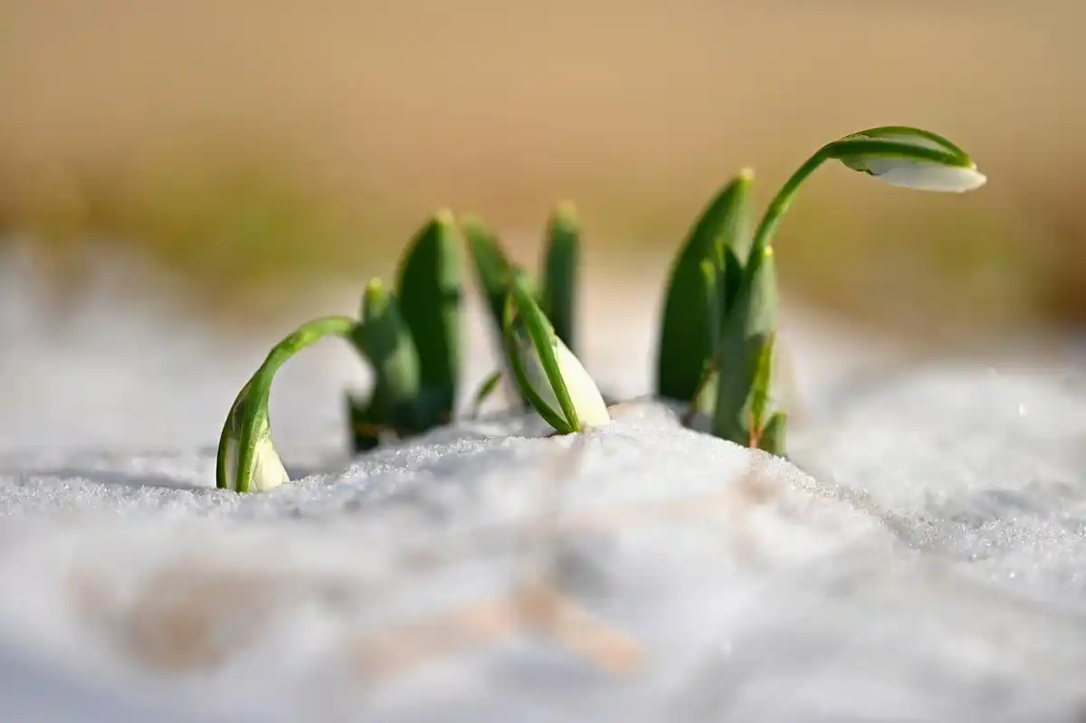 seeds sprouting on damp paper towel window sill