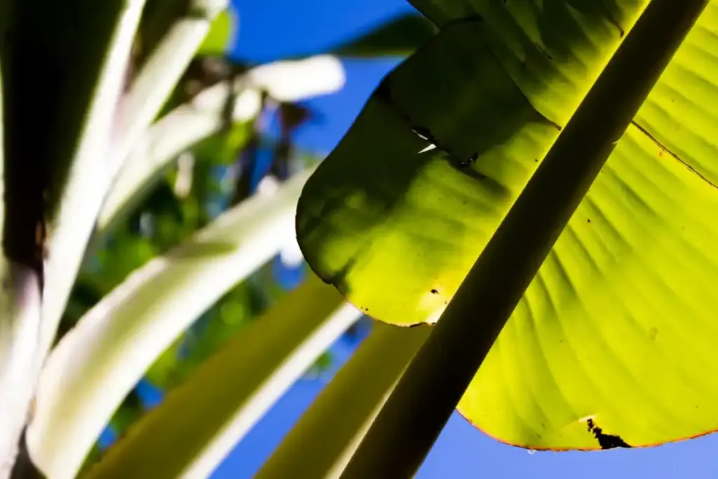 banana peel around tree viral TikTok Dutch garden