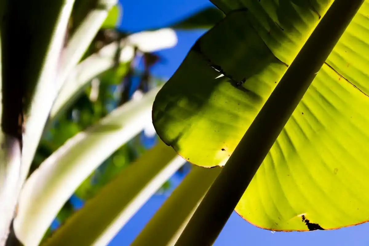 banana peel around tree viral TikTok Dutch garden