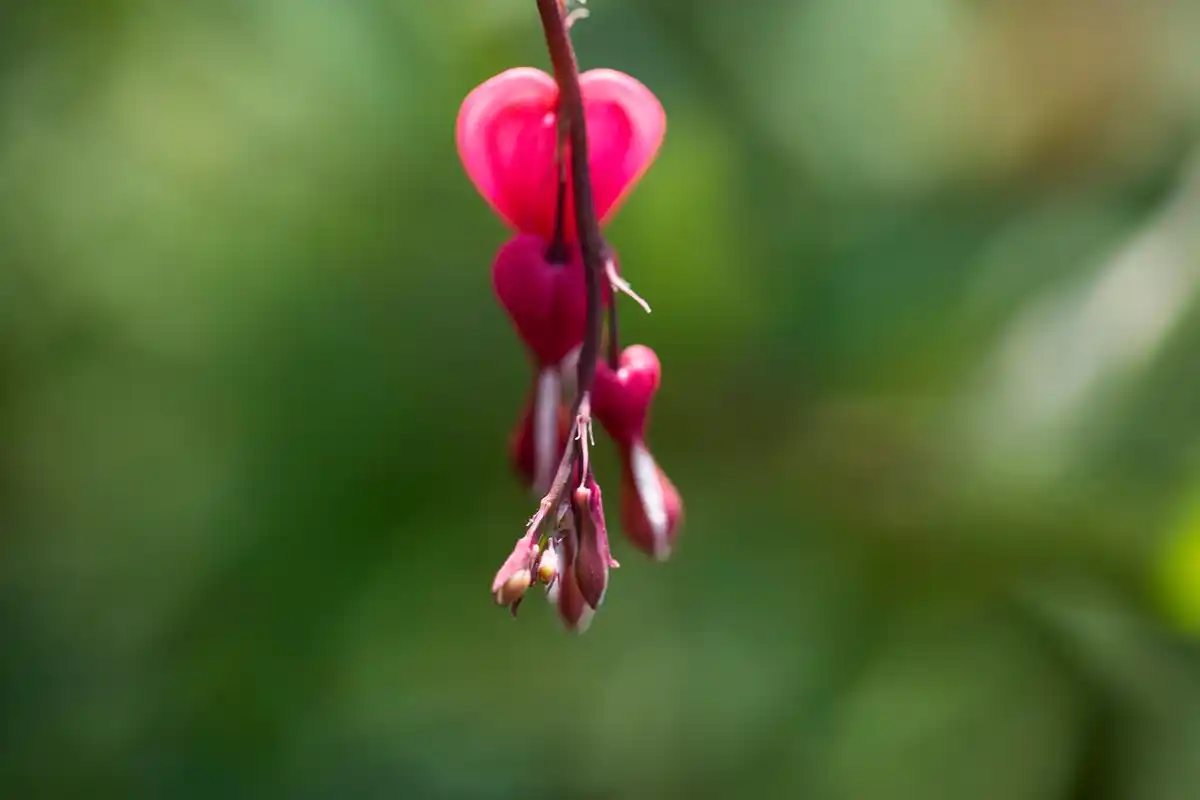 close up Dutch berries bush banana peel compost