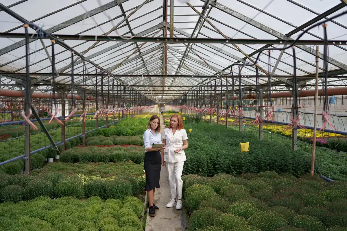 greenhouse ventilation error plant damage netherlands