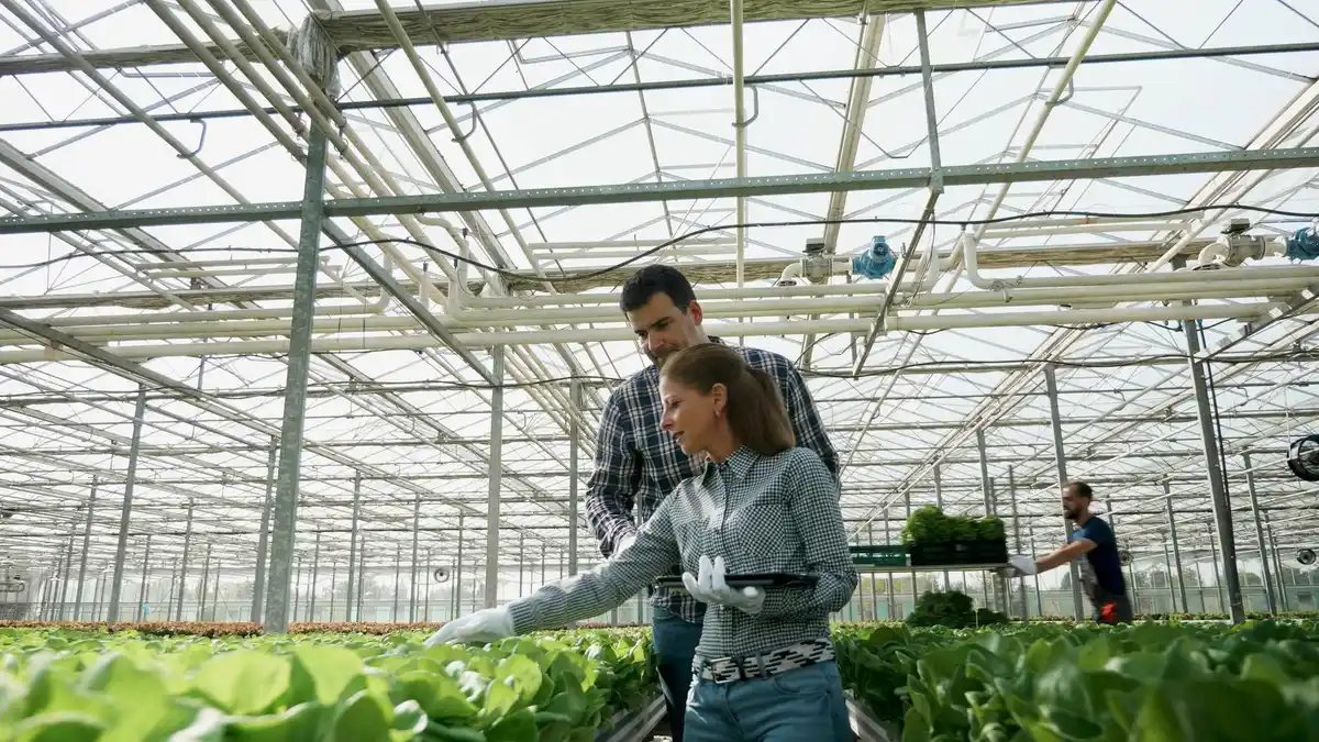 greenhouse ventilation plants nl
