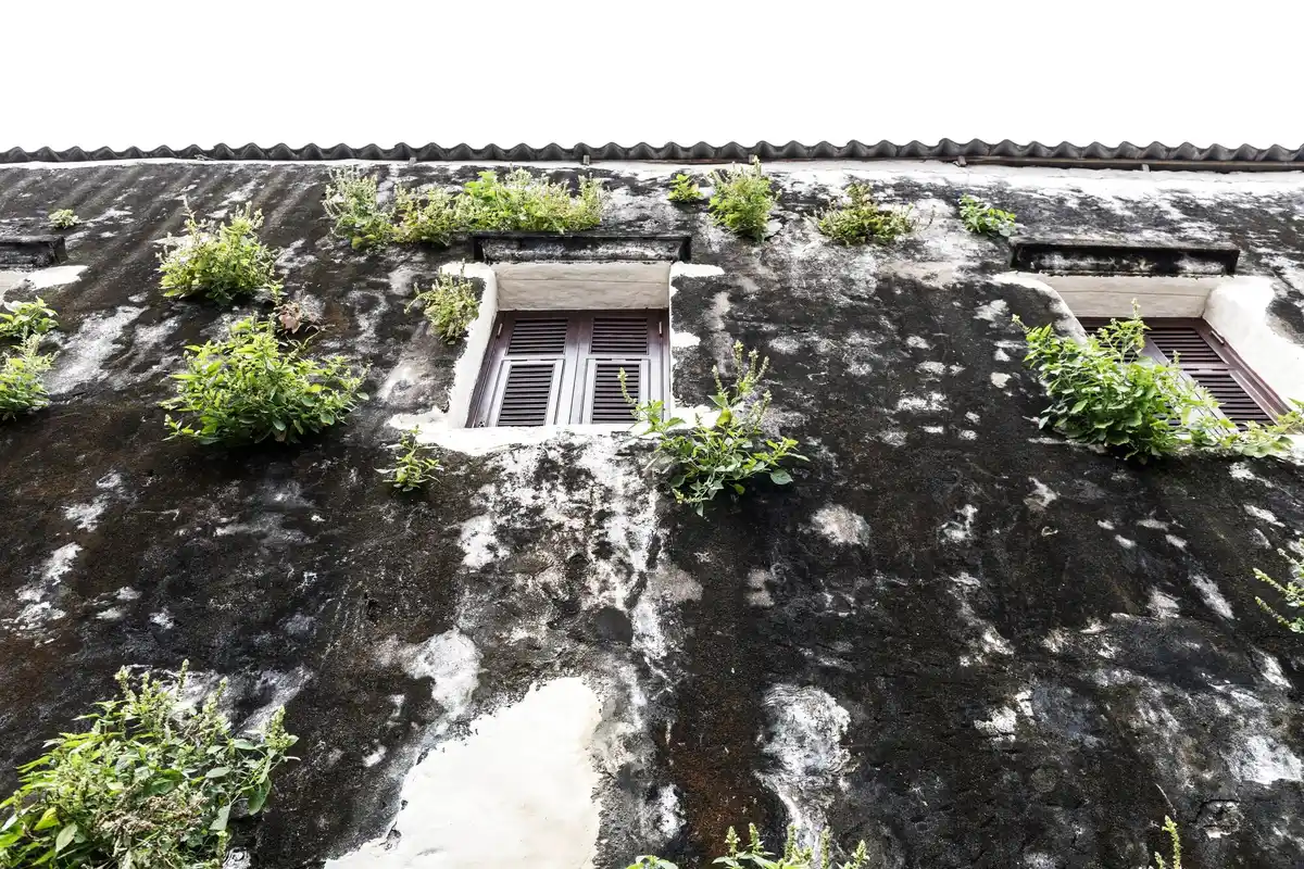 overheated greenhouse plants damage netherlands