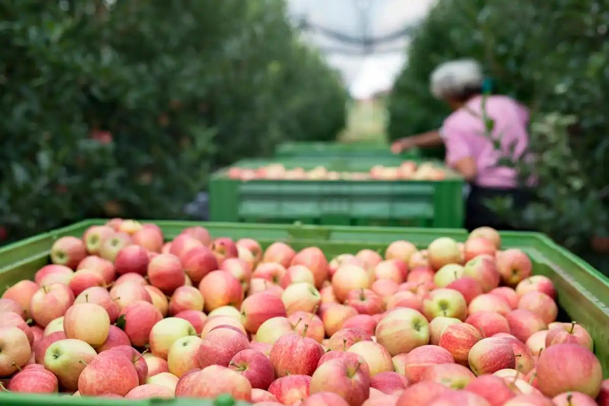 oud Dutch apple orchard vintage apple varieties
