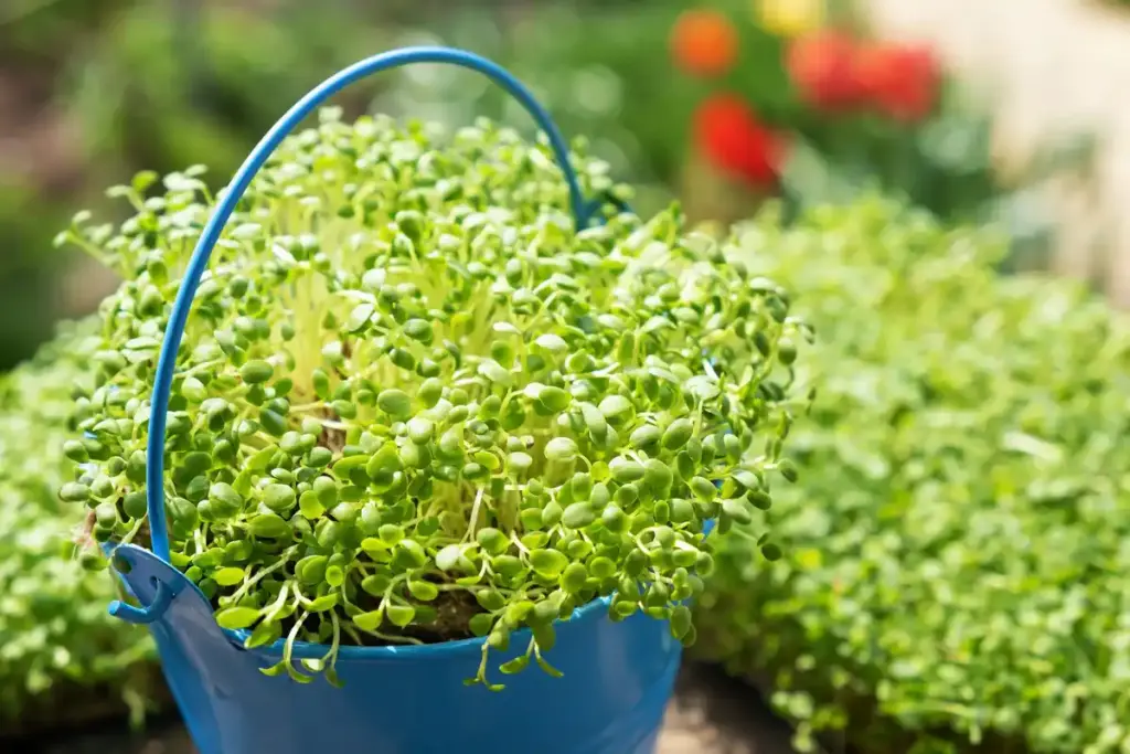 dutch winter purslane harvest