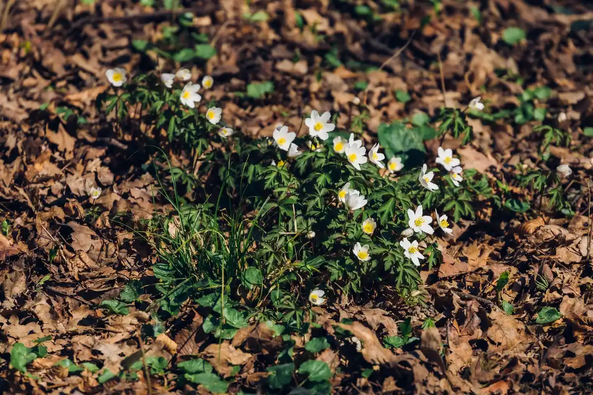 dutch winter purslane close-up garden