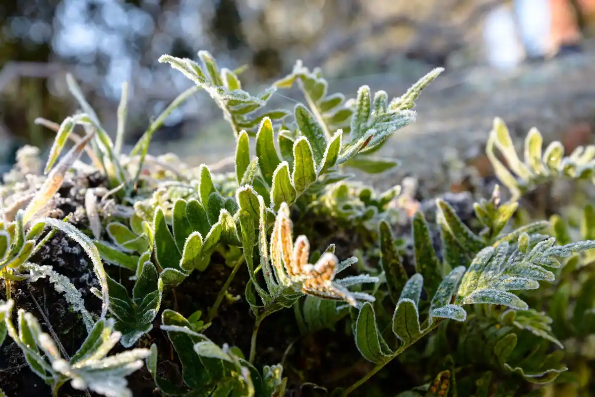 zo groeit winterpostelein in nederlandse moestuin