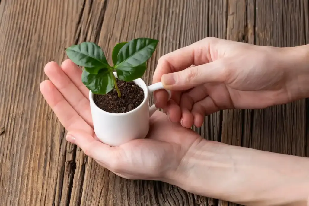 coffee filters seed germination close up sprouting windowsill