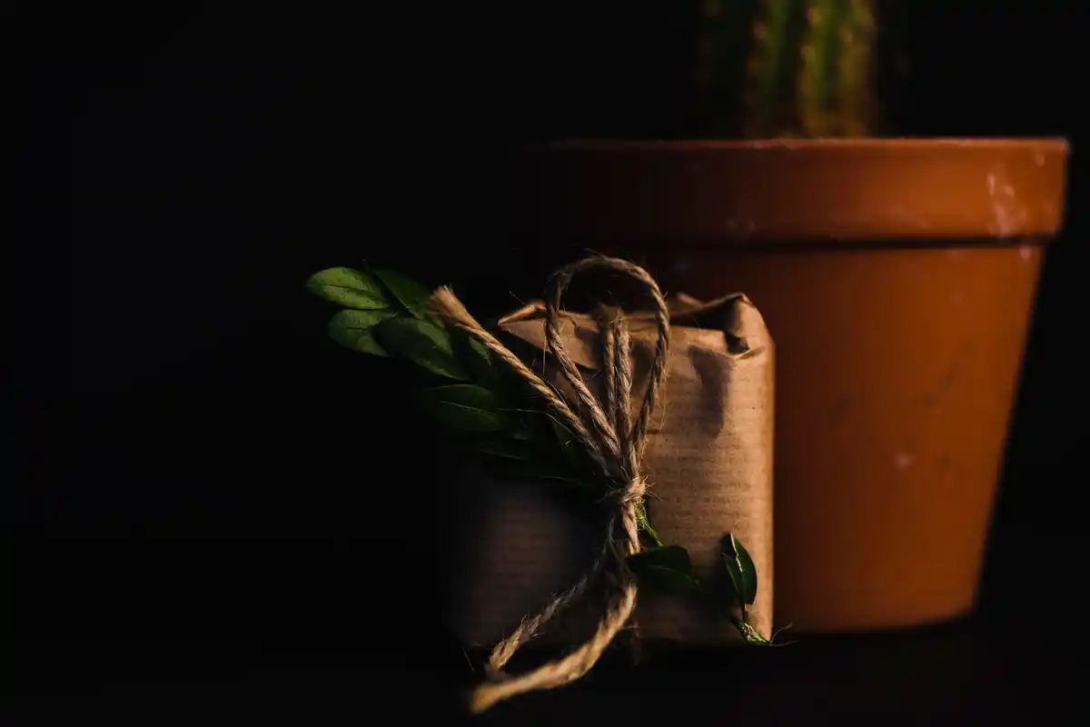 coffee filters seedling starting indoor garden