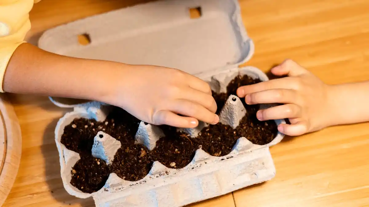 diy seed germination with coffee filters windowsill planting