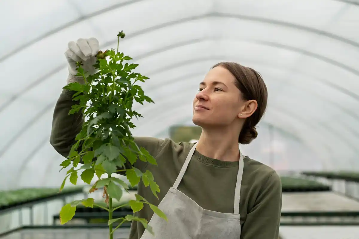 dutch greenhouse night condensation plant health