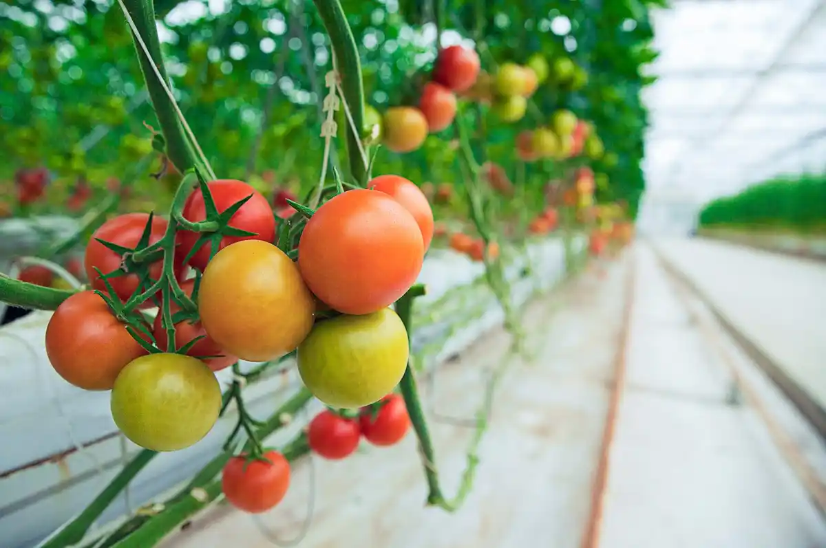 open greenhouse at night dutch tomatoes dew