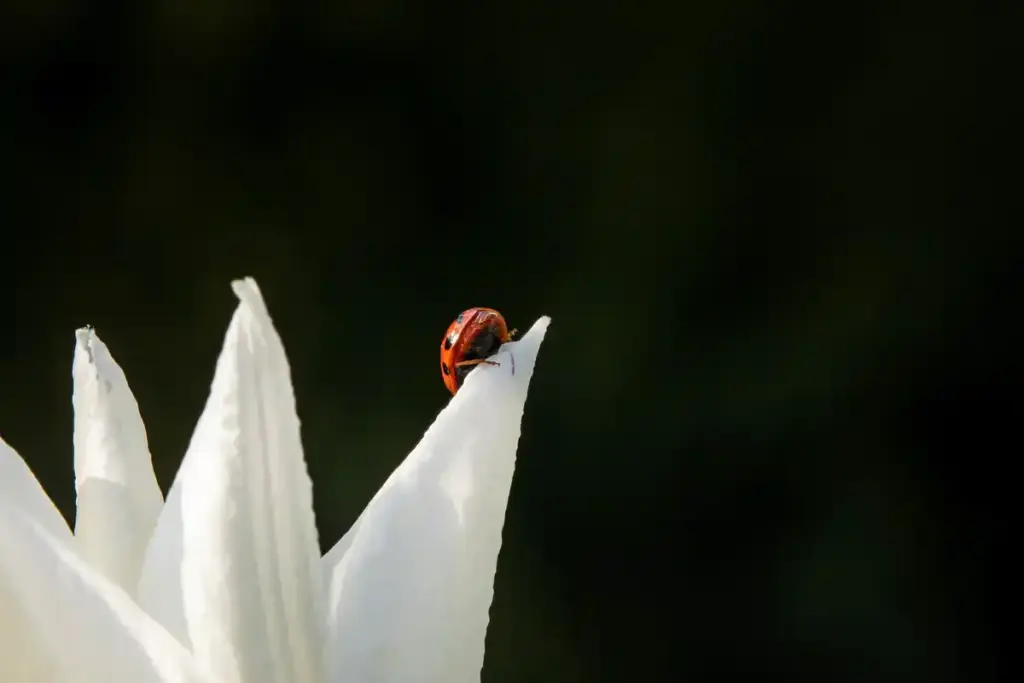ladybug eating aphids Netherlands