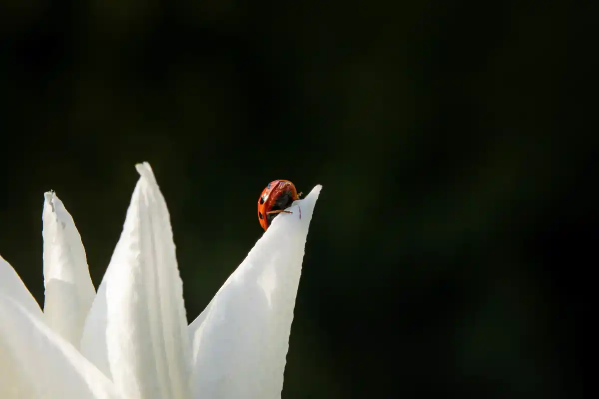 ladybug eating aphids Netherlands