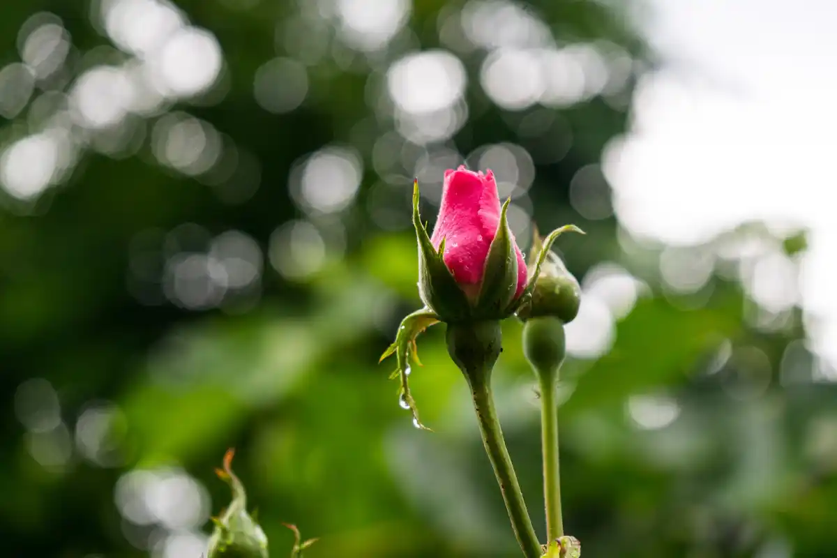close up of aphids on rose plant in Dutch garden