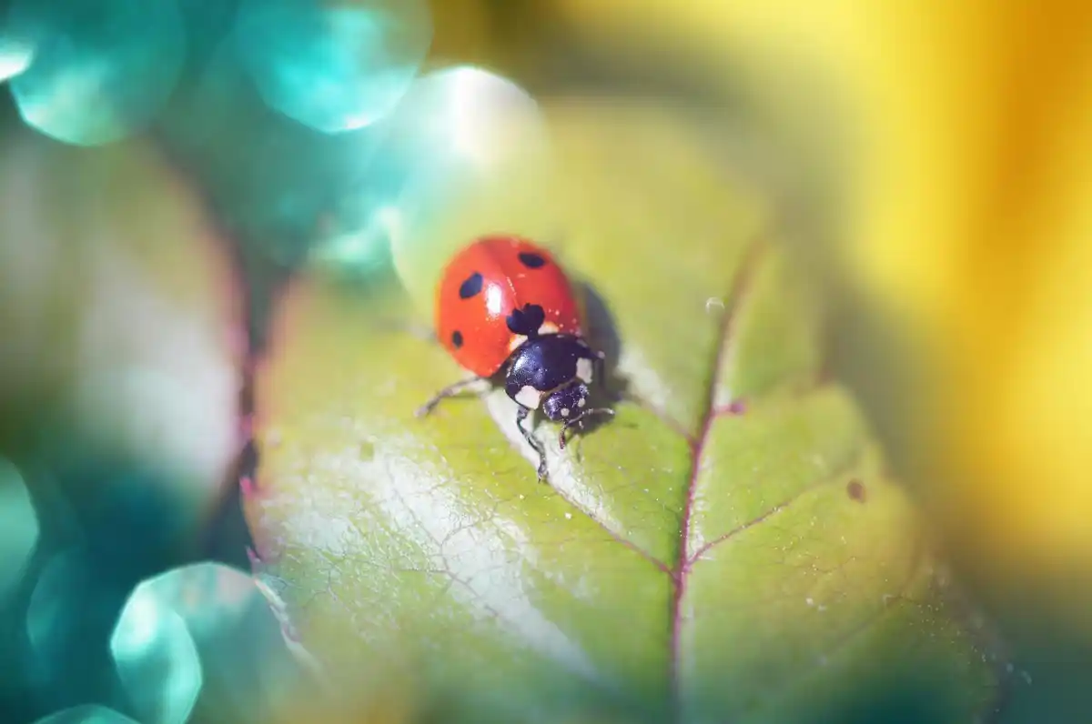 ladybug eating aphids in Dutch garden close up