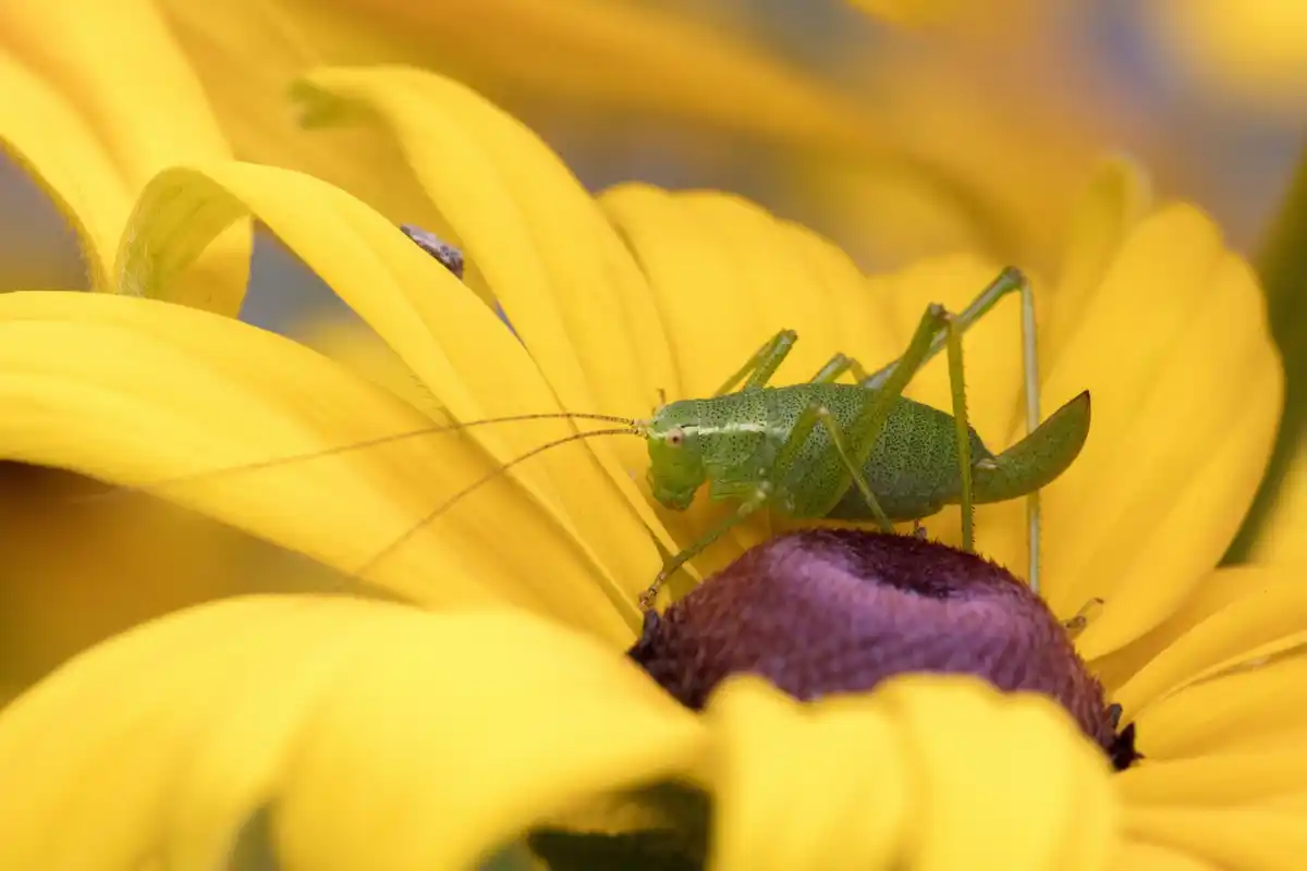 beneficial insects natural pest control netherlands