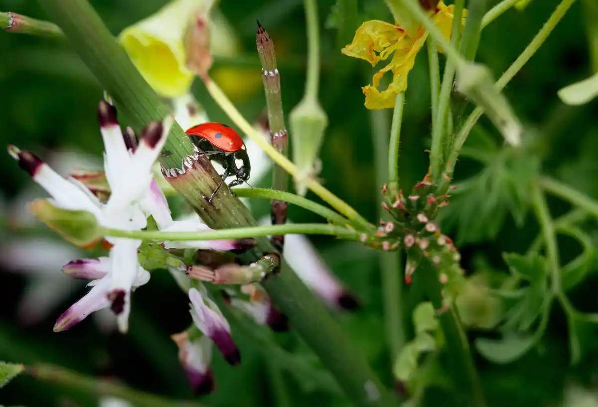 ladybug on plant netherlands gardening