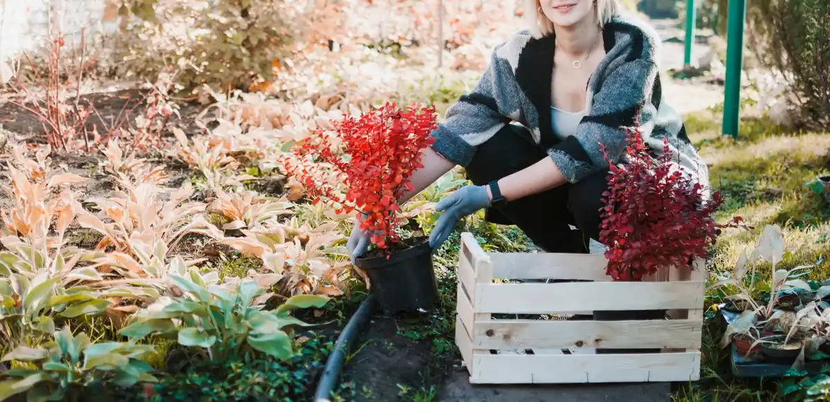 companion planting dutch urban vegetable garden