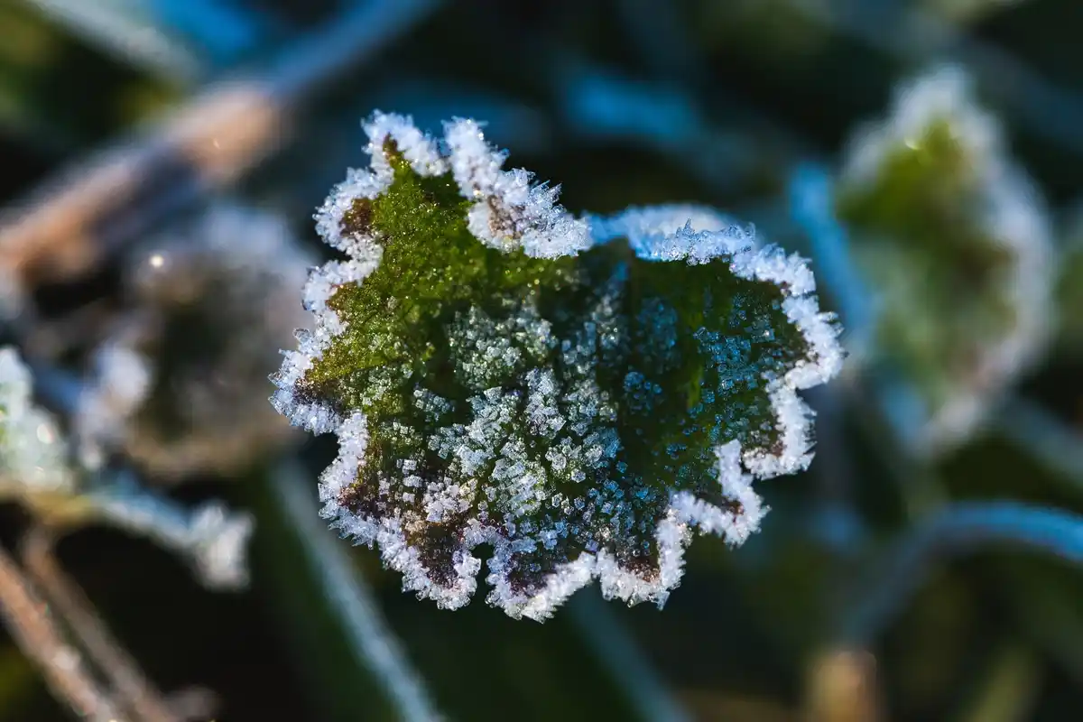 protecting garden plants from frost netherlands