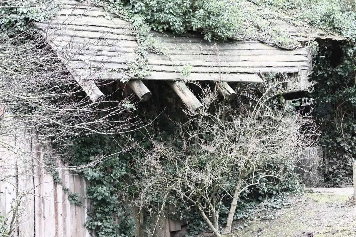 frost damaged plants in dutch garden