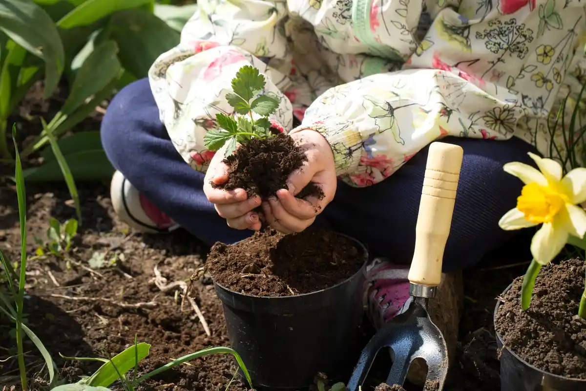 elderly hands planting seeds garden close up netherlands