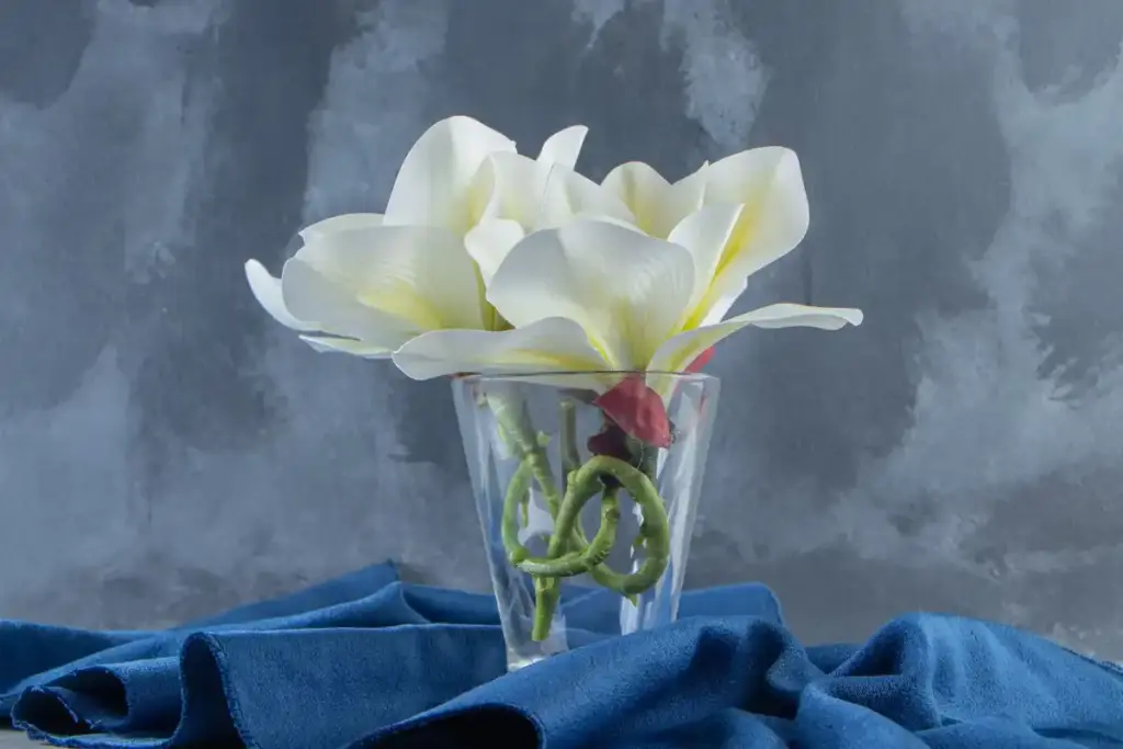 healthy orchid roots in transparent pot window sunlight