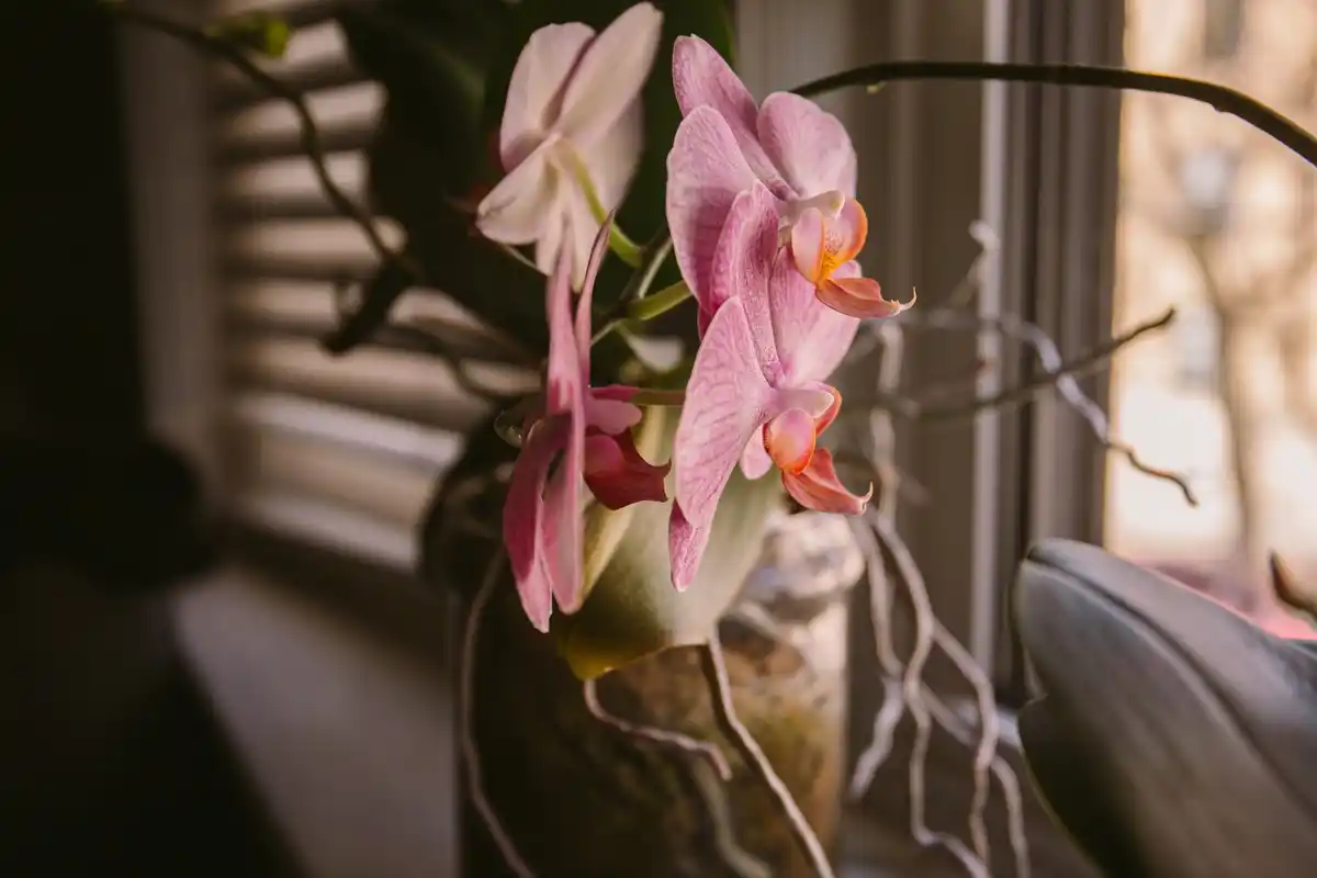 close up orchid roots transparent pot sunlight