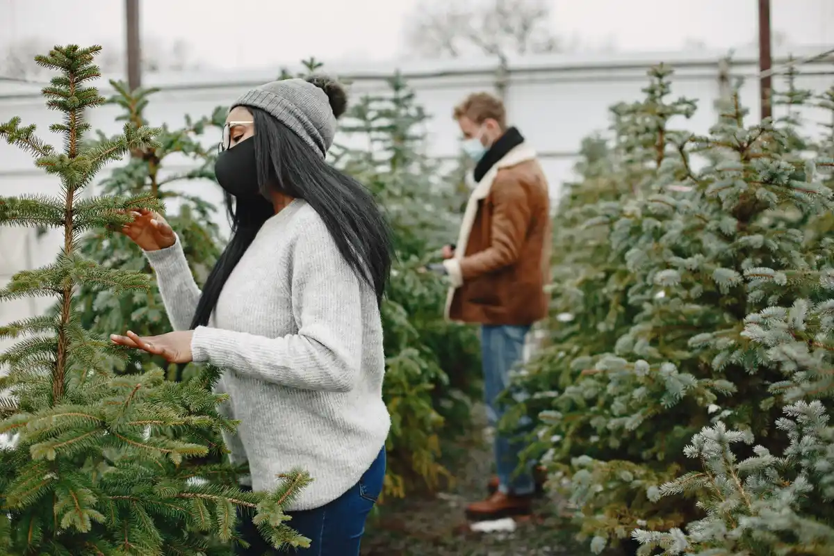 winter fruit tree planting netherlands garden