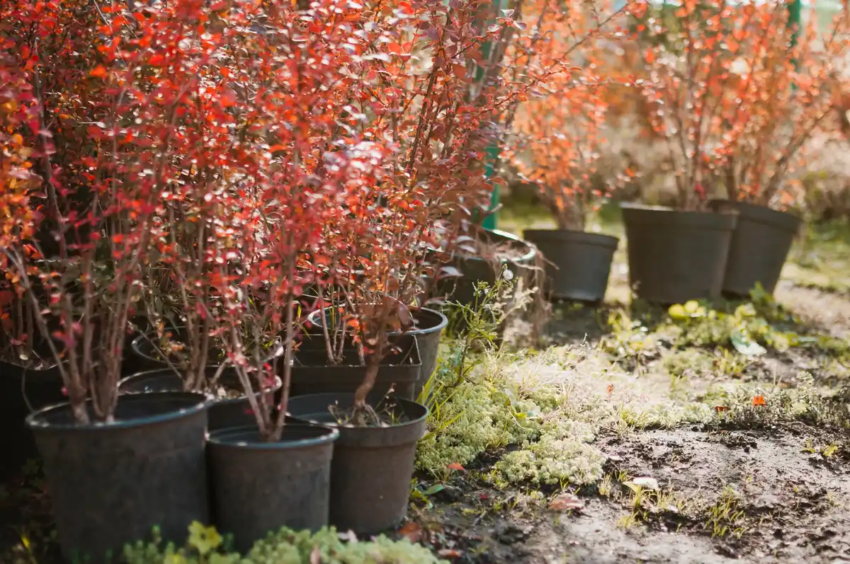 bare rooted fruit tree planting in winter netherlands
