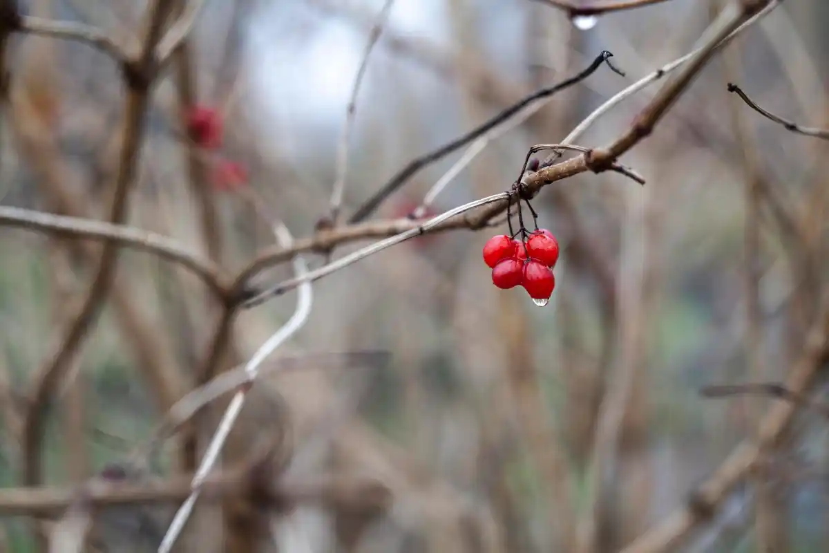 fruit tree support stake winter garden netherlands